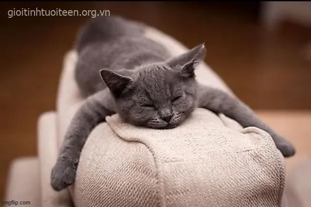 Meme chế mèo ngủ cuộn tròn trong chăn gối ấm.