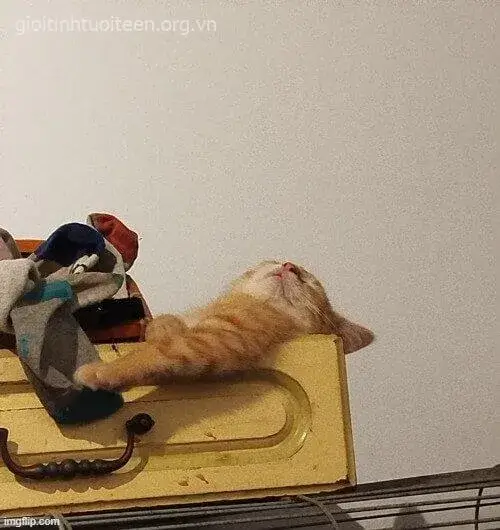 Meme vui mèo ngáp dài giữa giờ làm căng thẳng