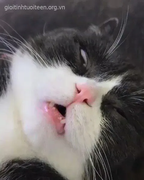 Ảnh troll boss lười ngủ say giữa bàn phím laptop.