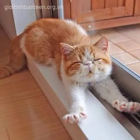 Mèo buồn ngủ thiu thiu, gương mặt lơ đãng cực ngộ nghĩnh.