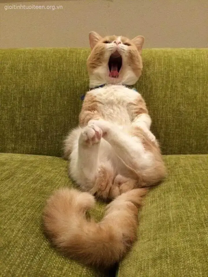 Meme hài mèo lăn quay giữa phòng ngủ như “xác sống”