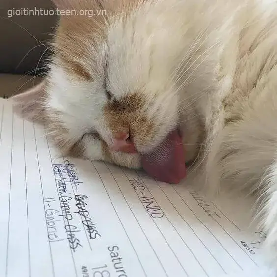 Meme chế mèo lăn quay giữa ngày khiến dân mạng cười bò