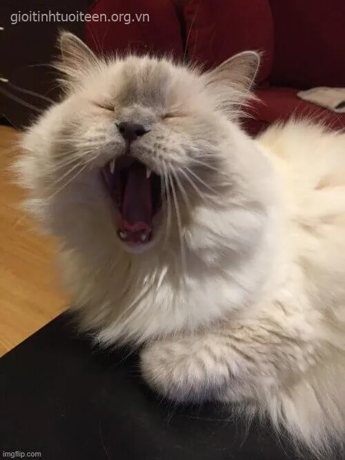 Meme chế mèo lăn quay giữa phòng, caption “mệt xỉu”