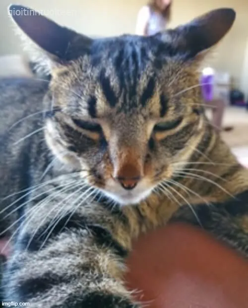 Meme hài mèo ngáp dài khiến dân mạng “ngáp theo”