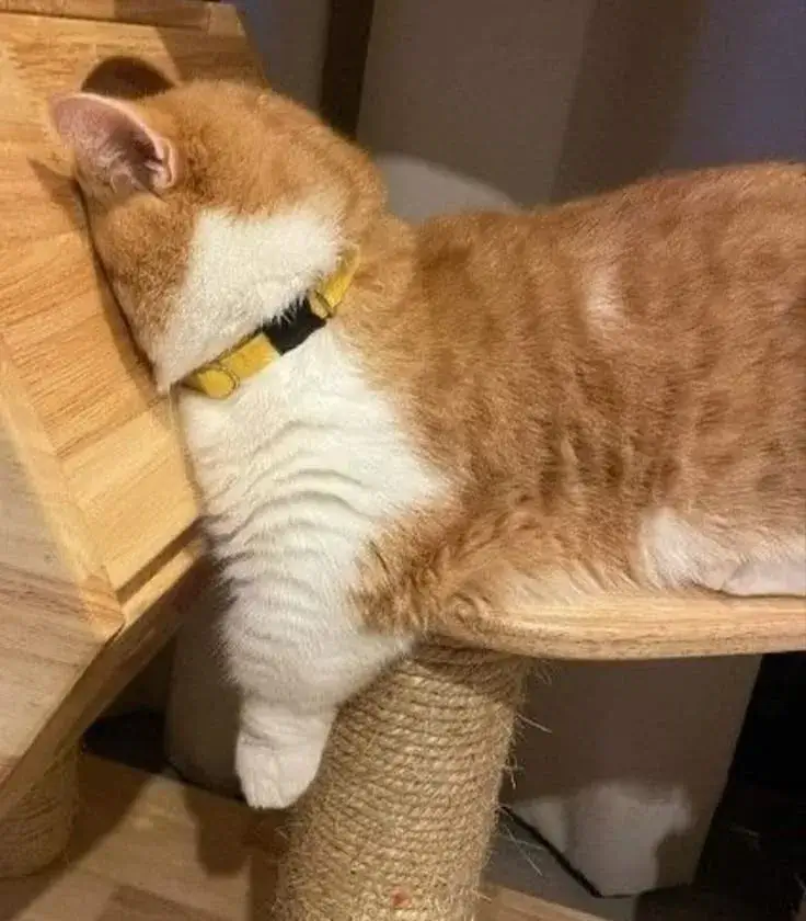 Meme chế mèo lười biếng khiến cộng đồng mạng tan chảy