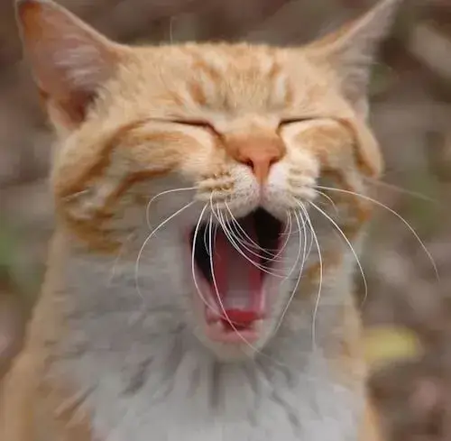 Meme hài mèo trắng ngủ trên laptop giữa livestream