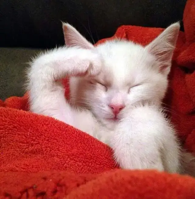 Meme chế mèo cuộn tròn trong chăn nhìn chỉ muốn ôm