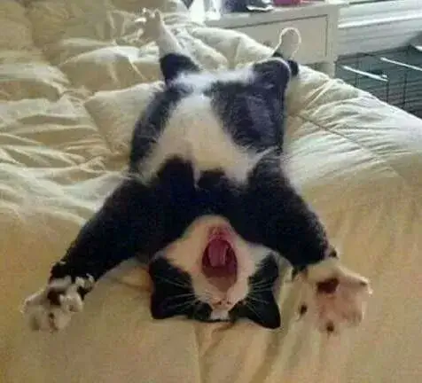 Meme mèo buồn ngủ với đôi mắt lim dim đáng yêu