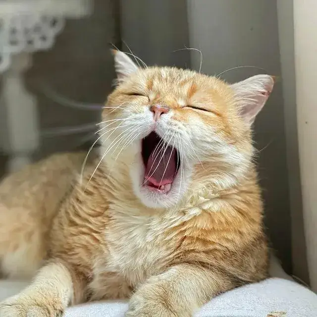 Khoảnh khắc mèo gục đầu trong chăn khiến ai cũng phì cười