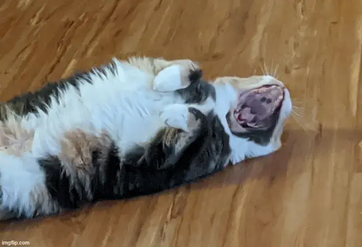 Ảnh meme vui mèo mướp ngáp nửa chừng cực tấu hài