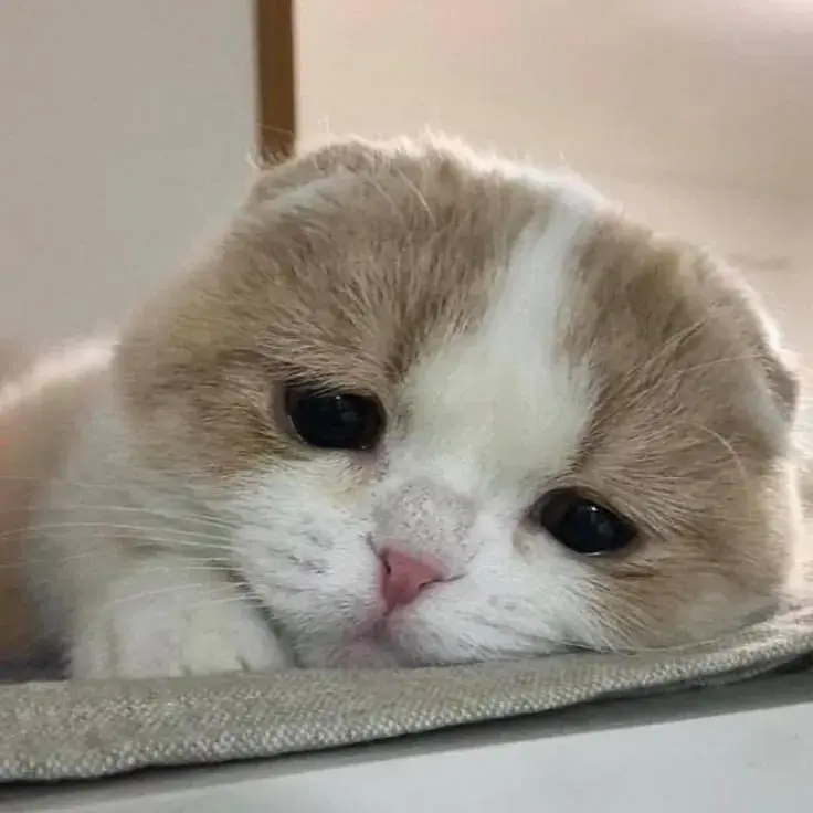 Khi mèo cúi đầu trở thành biểu tượng của cảm xúc cô đơn