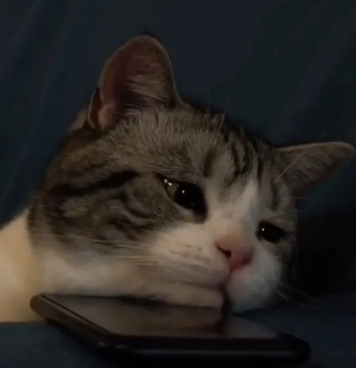 Meme chế mèo ủ rũ khiến ai cũng “same”.