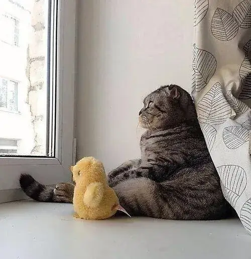 Khi lời nói không đủ, dân mạng gửi nhau ảnh mèo buồn