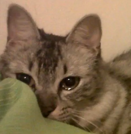 Meme mèo rầu rĩ lan truyền cùng caption song ngữ.