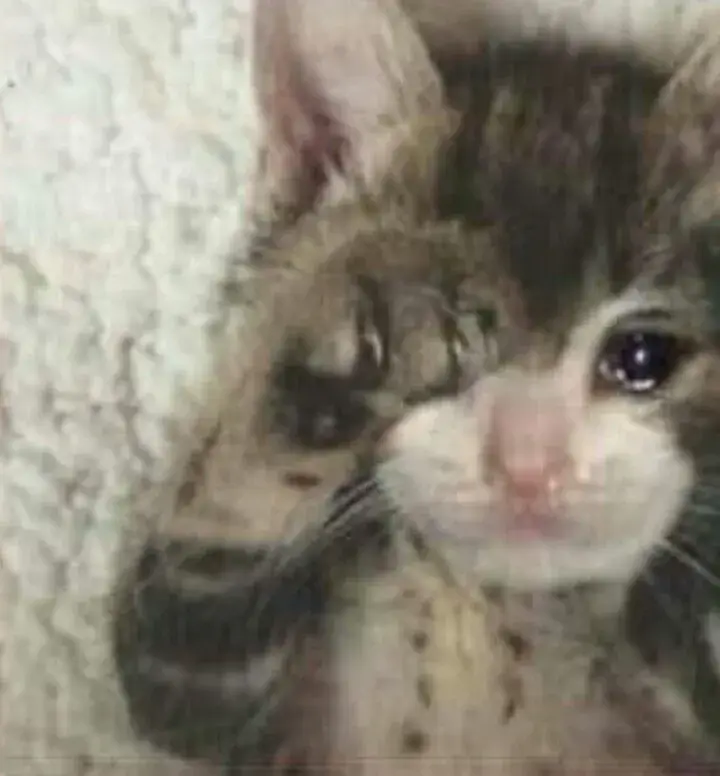 Ảnh vui mèo ngồi im trong bóng tối.