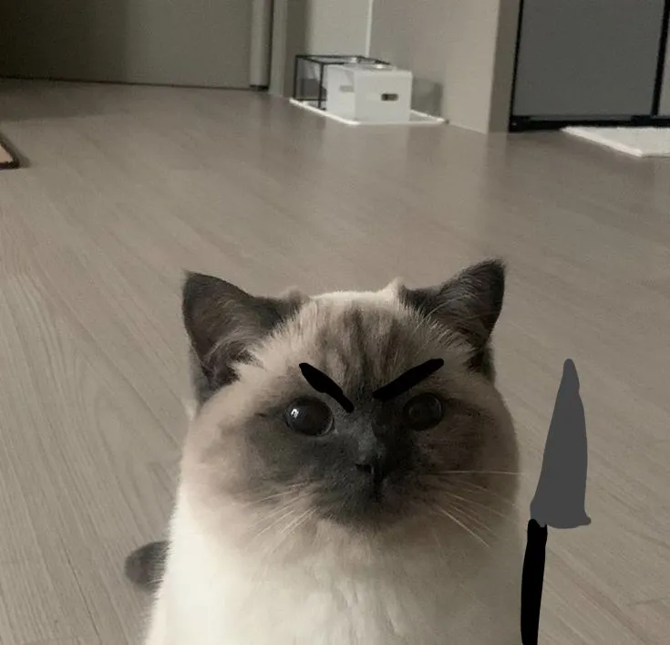 Ảnh chế mèo cầm dao: biểu tượng troll bạn thân mới nổi