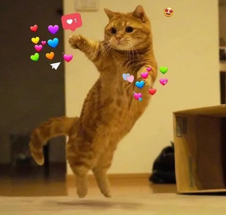 Mèo nhìn ngây ngô, ánh mắt chân thành cảm kích.