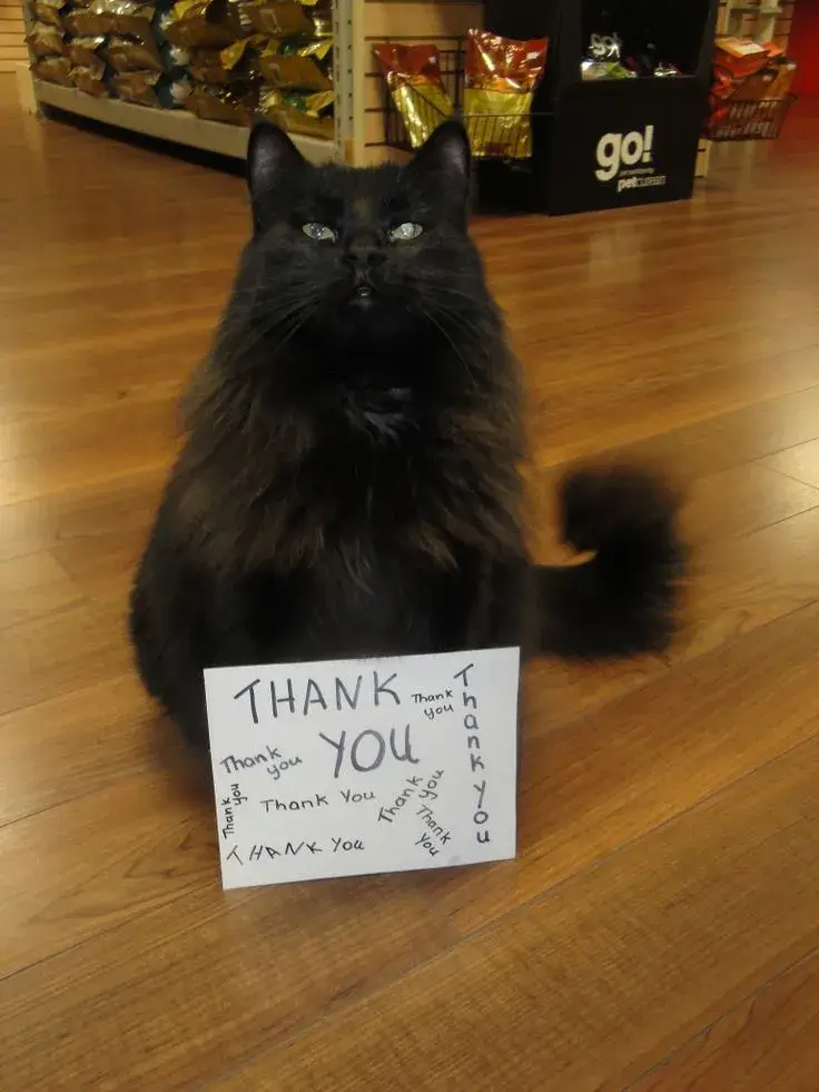 Khuôn mặt mèo rạng rỡ, trông như muốn cảm ơn.