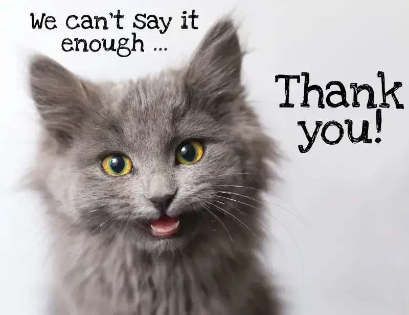 Biểu cảm mèo biết ơn, mắt cười dễ thương.