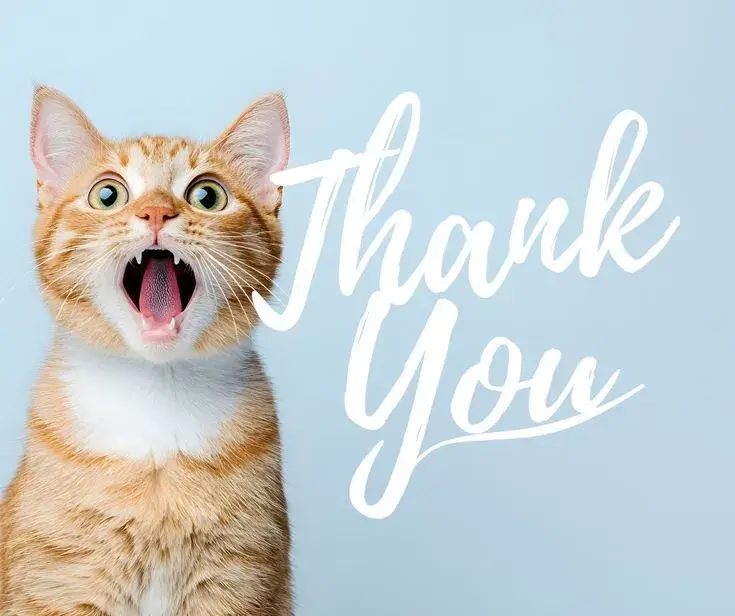Meme mèo cảm ơn, gương mặt rạng rỡ.