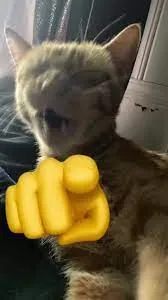 Meme hài chú mèo chỉ tay “bắt quả tang” khiến ai cũng cười