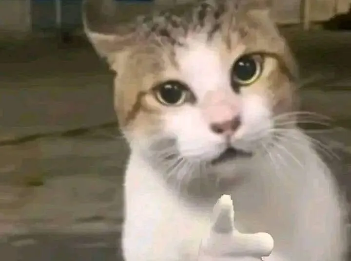 Ảnh hài chú mèo troll chỉ tay khiến ai cũng bật cười