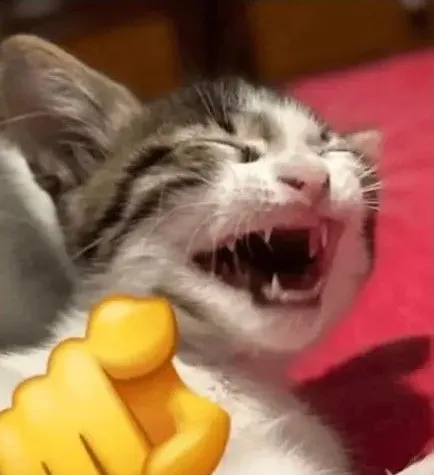 Ảnh chế mèo cười chỉ tay khiến caption thêm sinh động