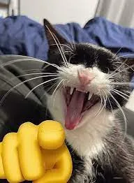 Ảnh troll mèo cười chỉ tay thể hiện niềm vui thân quen