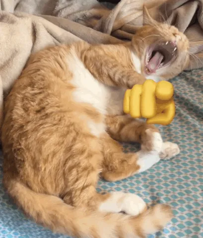 Meme hài mèo cười chỉ tay đáng yêu như trẻ con