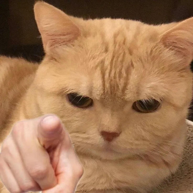 Hình troll mèo cười chỉ tay tạo tương tác cực mạnh