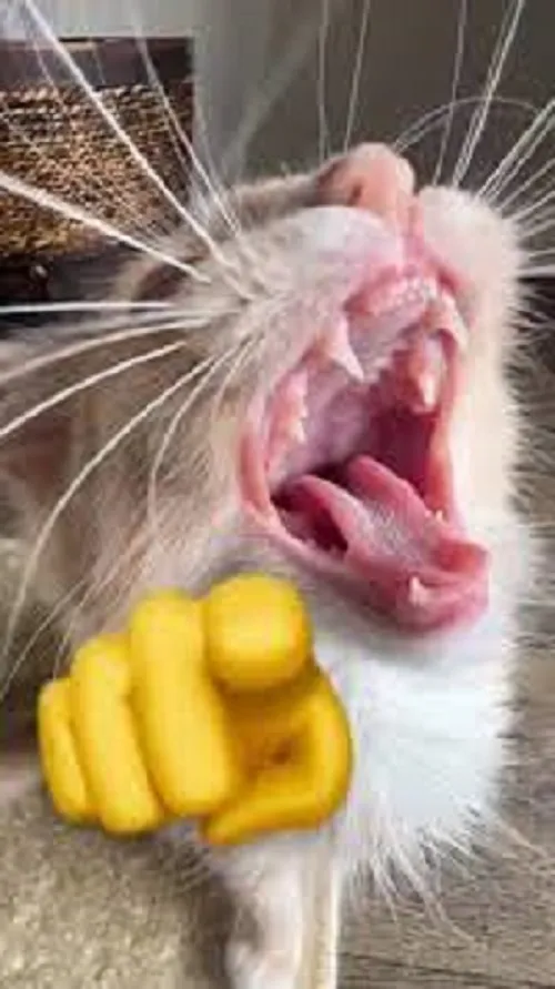 Meme mèo cười chỉ tay phản ứng tình huống siêu duyên