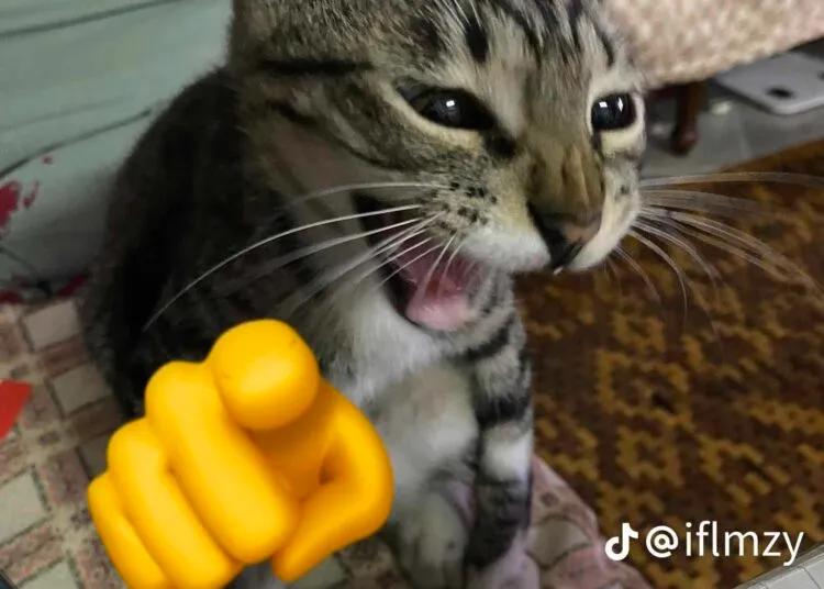 Hình troll mèo chỉ tay trong trend TikTok cực hot