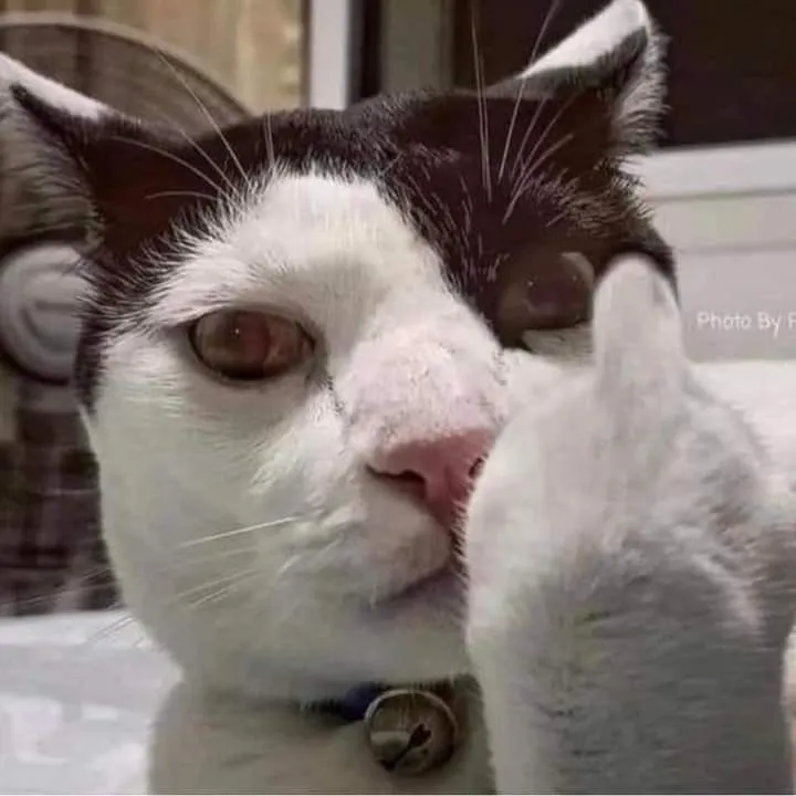 Ảnh vui mèo cười chỉ tay khung ảnh phóng đại hài