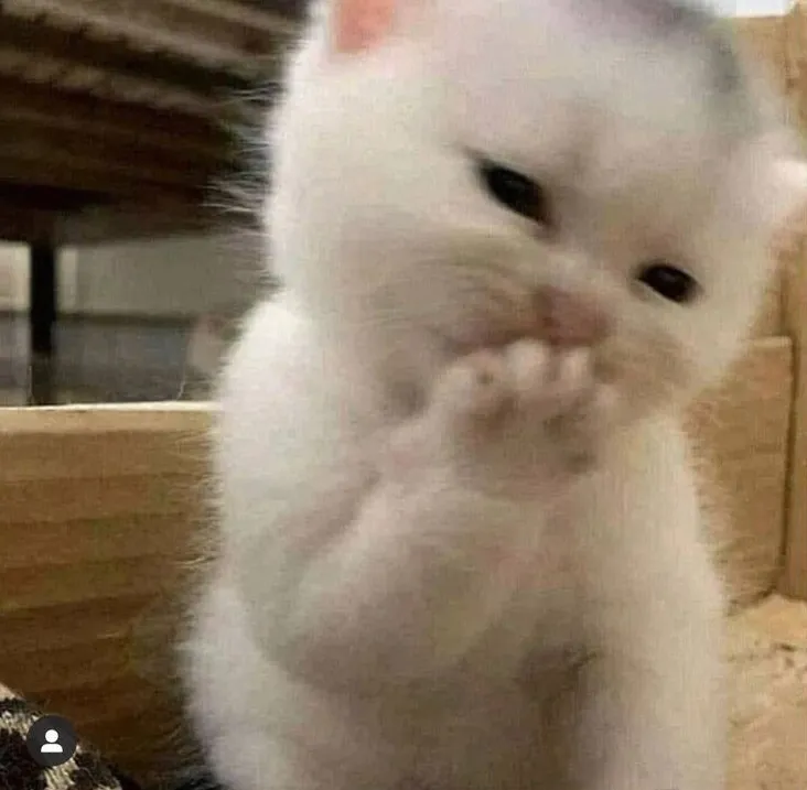 Hình chế mèo cười lém lỉnh: nụ cười đáng yêu nhưng hơi troll