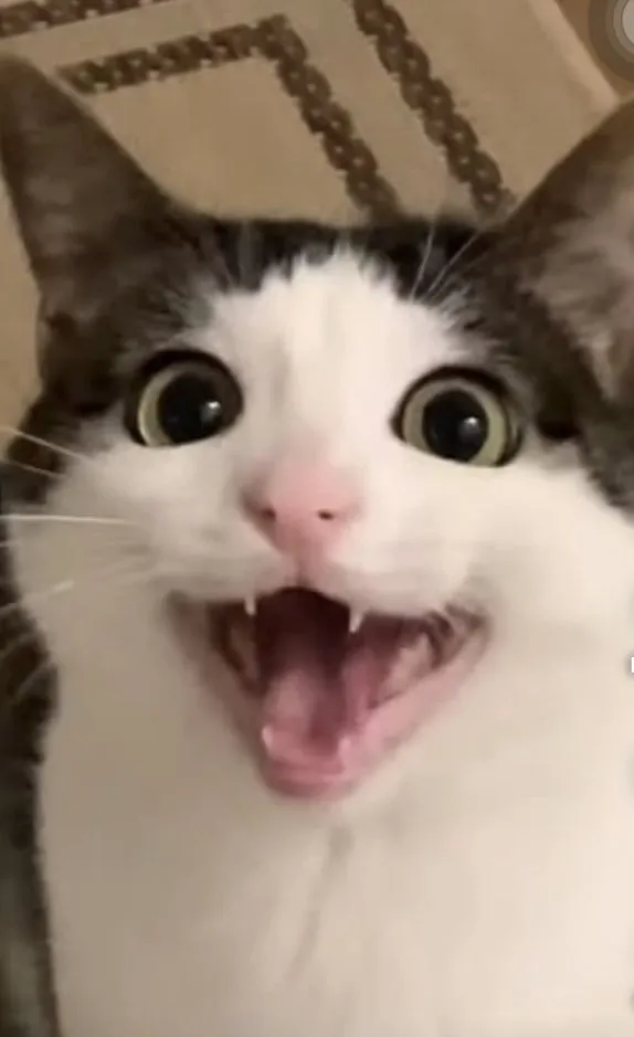 Ảnh chế mèo cười: biểu cảm ngộ nghĩnh, thần thái đỉnh cao