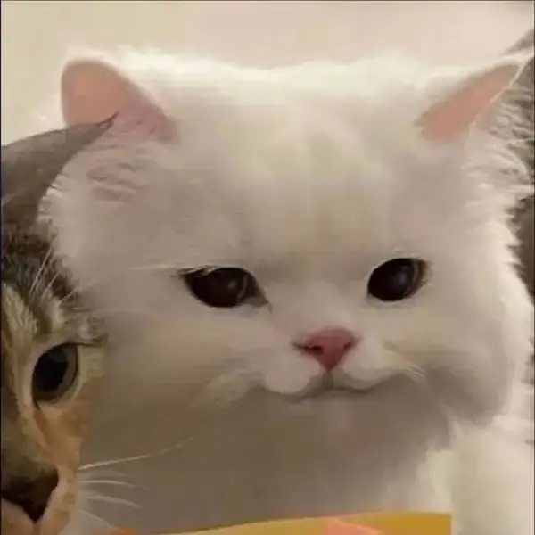 Ảnh meme vui mèo cười nửa miệng khiến caption càng bá đạo