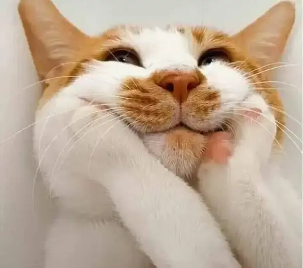 Khi meme mèo cười khiến dân mạng phải bật cười không kịp