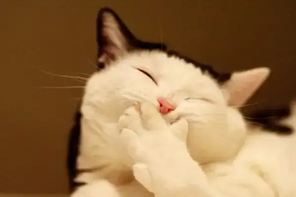 Meme mèo cười gây sốt TikTok vì biểu cảm “cà khịa nhẹ” cực đỉnh