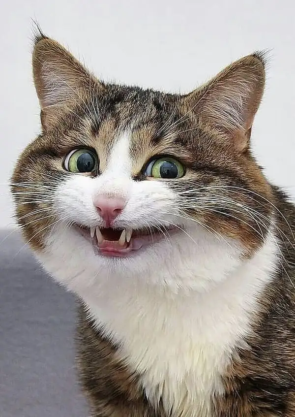 Meme chế mèo cười ánh mắt như hiểu chuyện đời.