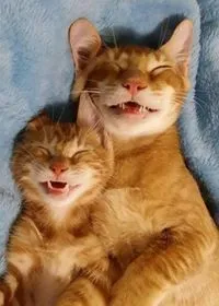 Meme chế mèo cười khiến bình luận TikTok rần rần vui.