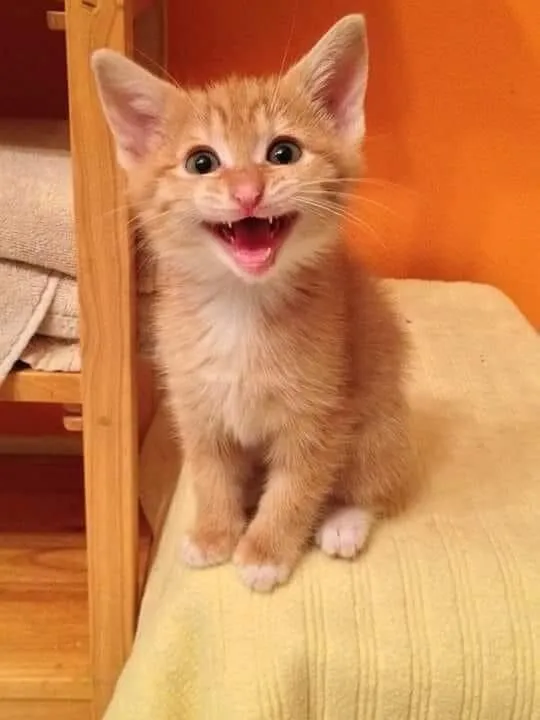 Meme hài mèo cười thần thái ngộ nghĩnh khiến người xem thích.