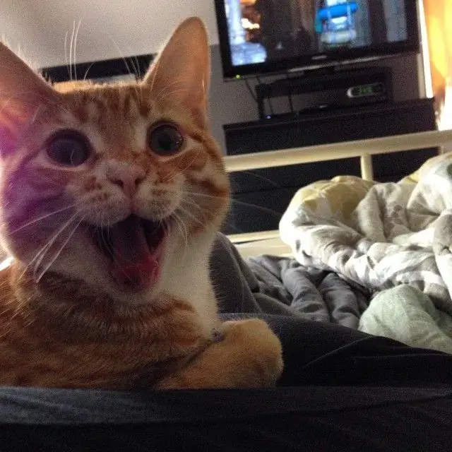 Hình troll mèo cười TikTok trend không thể bỏ qua.