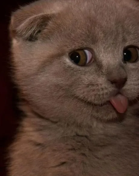 Ảnh mèo con ngộ nghĩnh, nụ cười tinh nghịch thật dễ cưng.