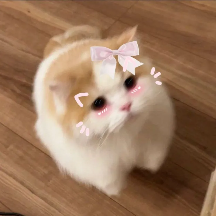 Hình mèo bé bỏng, nụ cười tươi rói trông cực dễ thương.