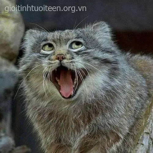 Meme mèo cười nửa miệng lan tỏa thần thái độc đáo.