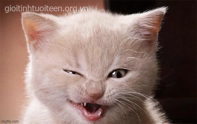 Meme mèo cười khiến caption troll thêm sinh động.