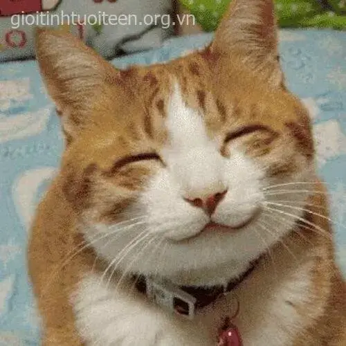 Hình chế mèo cười dáng ngồi bá đạo cực duyên.