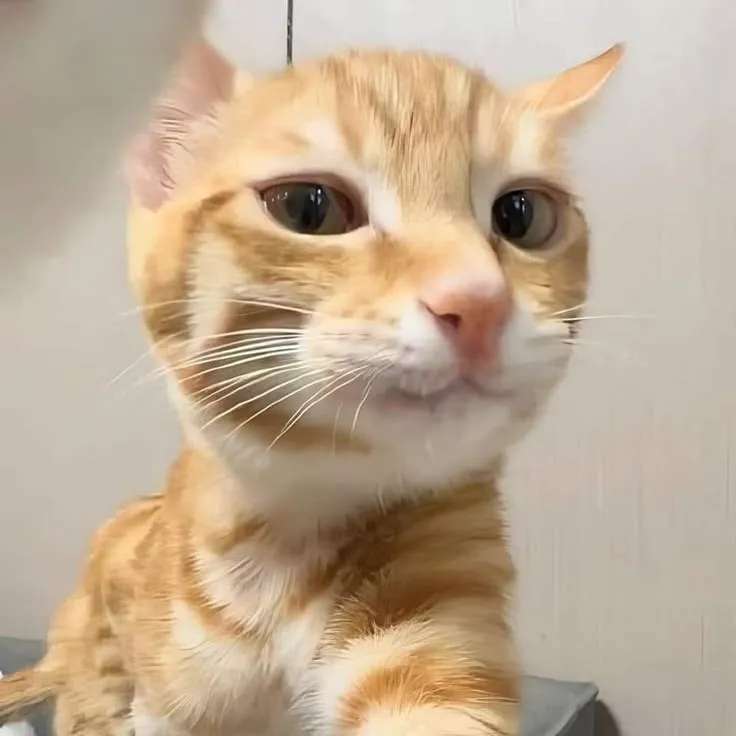 Hình chế mèo cười lan tỏa cảm xúc vui vẻ.