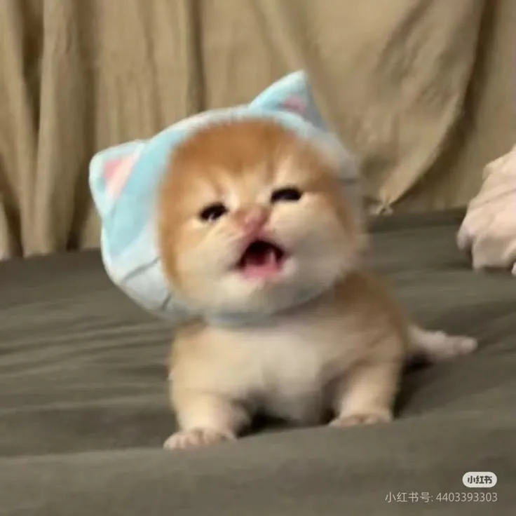 Hình chế vui mèo cười phông nền sáng rực rỡ.