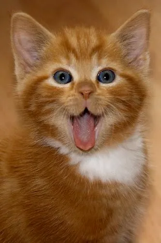 Meme mèo hồn nhiên cười toe, gương mặt duyên dáng ngộ nghĩnh.